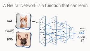 A cat and dog being used for output of an image