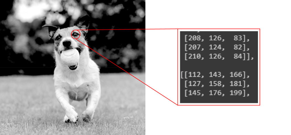 A dog being used for image recognition