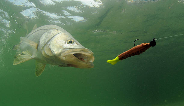 A fish following a bait