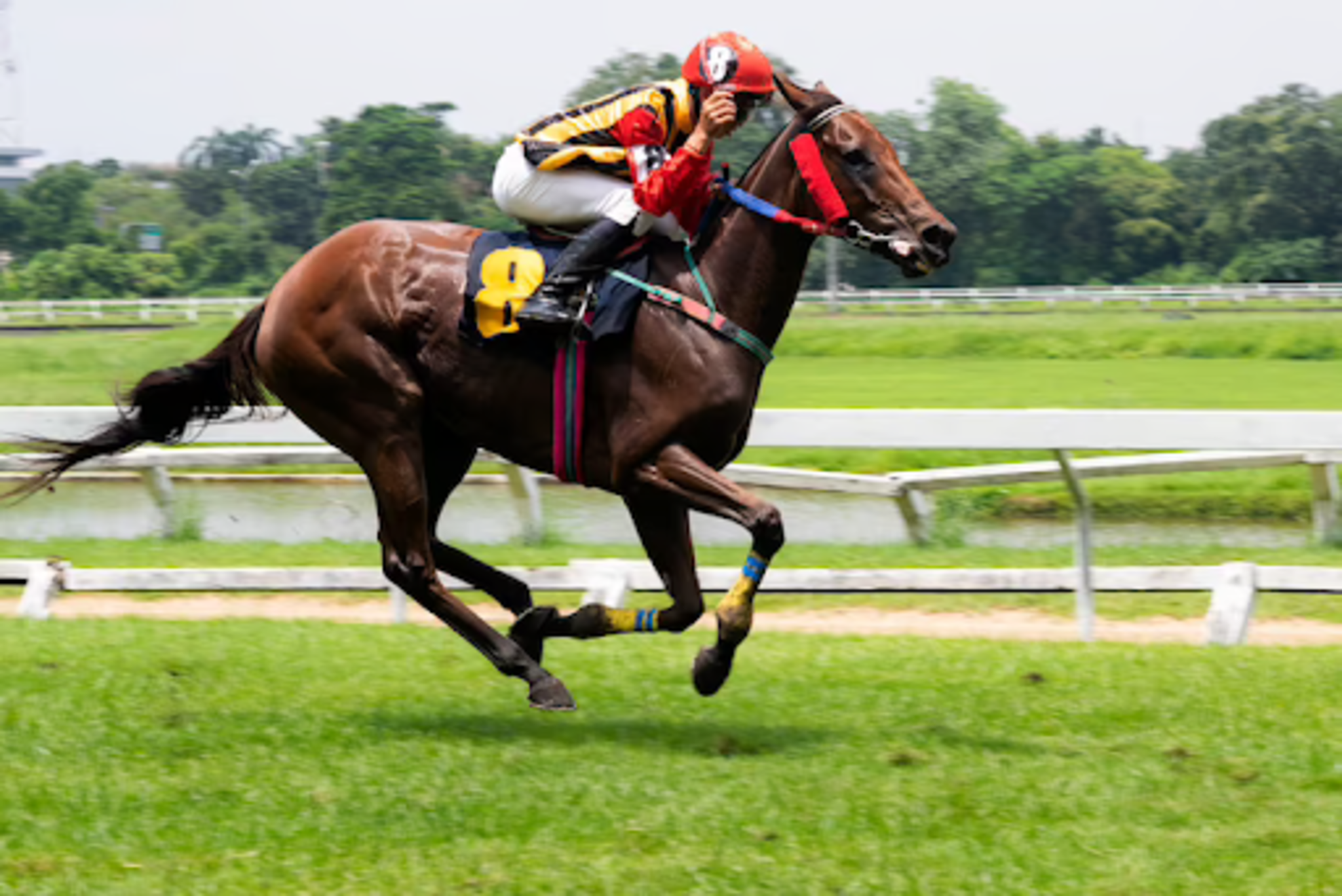 How To Make A Profit From Betting On Horse Races